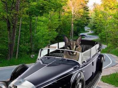 Talking Floppas - Once In A Floppa ft. Big Floppa