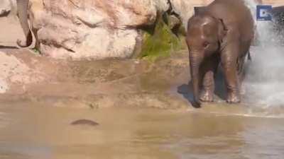 elephant.exe has crashed.