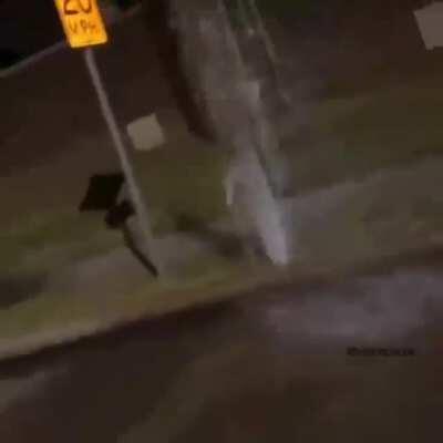 POV: You are typing animals=funny LULW