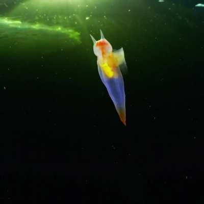 Mind Boggling Sea Angel