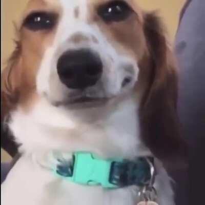 Acho que não são apenas os gatos que querem dominar o mundo....