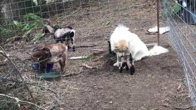My livestock guardian with the baby goats. She’s doing so good with them 🥰