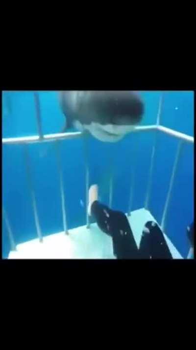 A shark hitting a diving cage