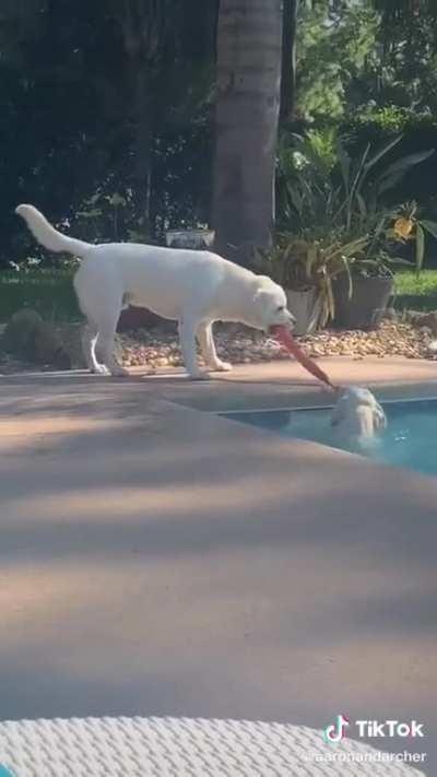 This is definitely not their first time doing this.