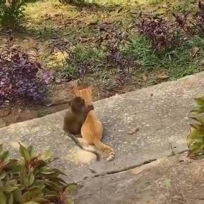 Monke ❤ Cat
