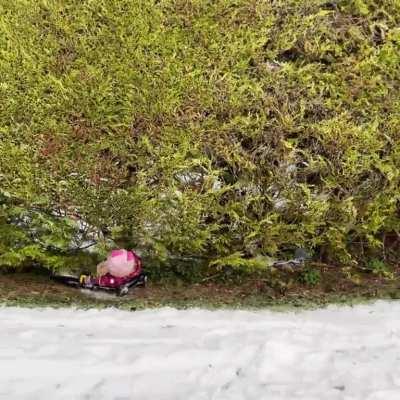 Kid sledges into the hedge