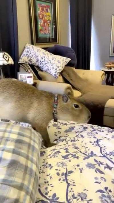 A minor amount of tomfoolery