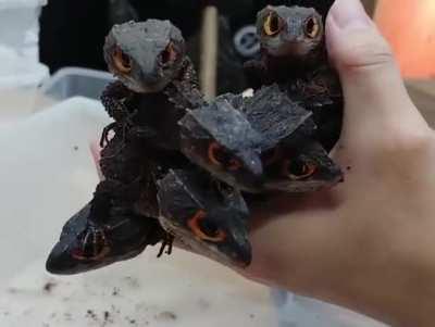 baby dragons