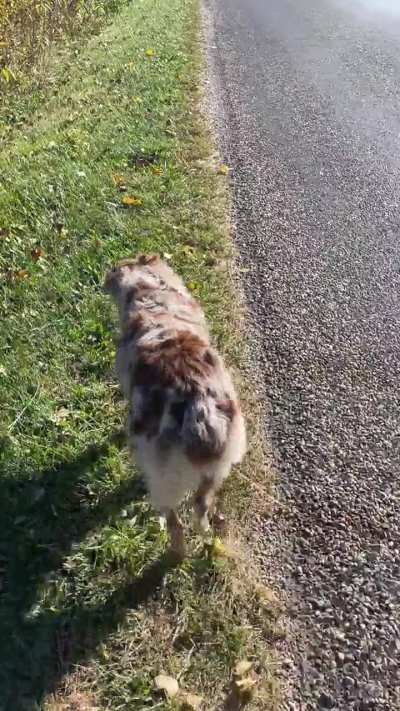 Is this hip dysplasia?