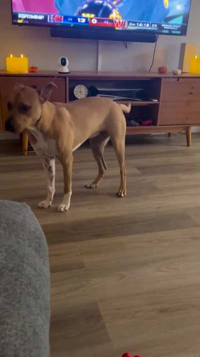 Why does my dog act like an absolute weirdo when I give him a treat?