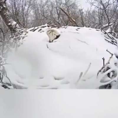 🔥 eagle is covered after heavy snowfall