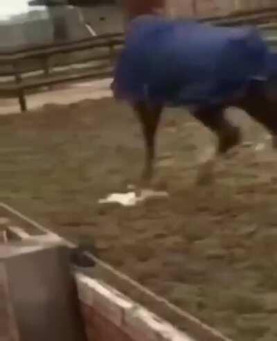 Horses and chickens have weird relationships. This one just happen to fly into the yard of an unbroken horse.