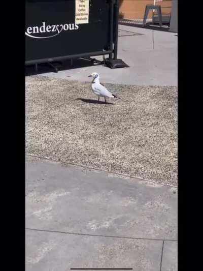 Steve-O’s late again