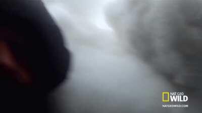 This wolverine is trained to rescue people trapped in avalanches