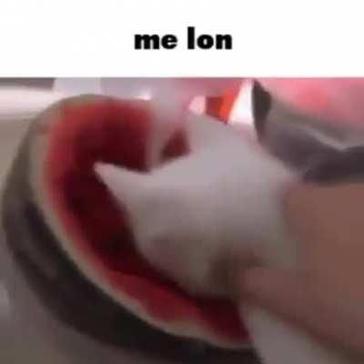 the cat be eatin doe