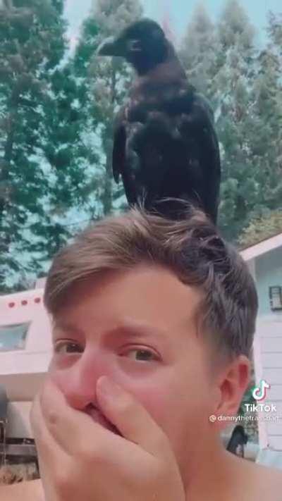 The crow found his hooman
