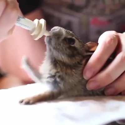 Baby rabbit drinking milk and tapping its hands