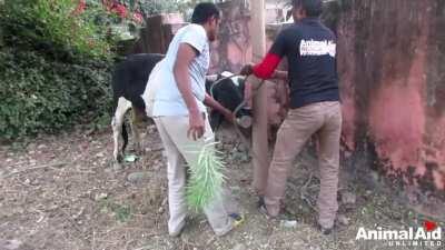 Footage shows heartless men pulling humorless 