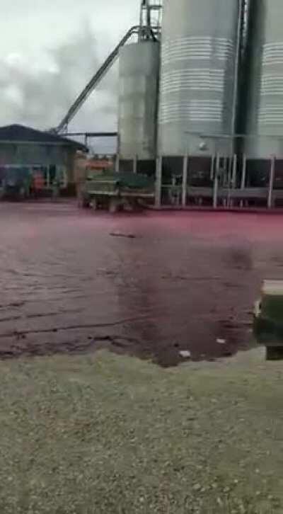 Fuga en un depósito de Vino