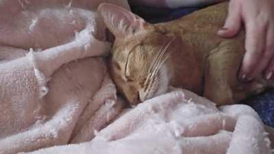 Ramsès likes the new coverlet.