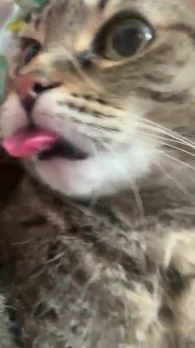 MEGA blep from 16 year old Ava. Looking good.