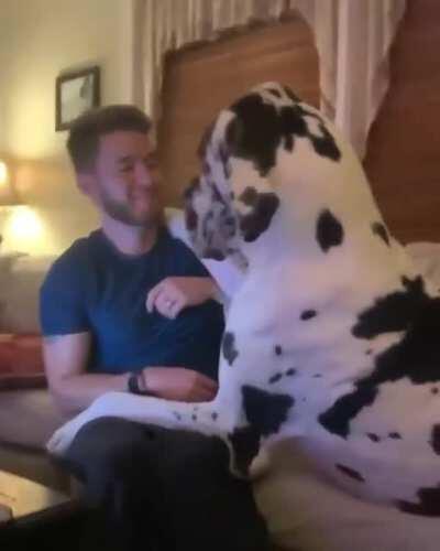To pet hooman