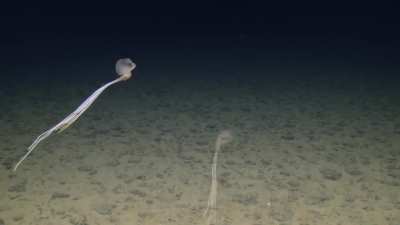 🔥 Rare Bigfin Squid Spotted in Deep Sea of Cook Islands