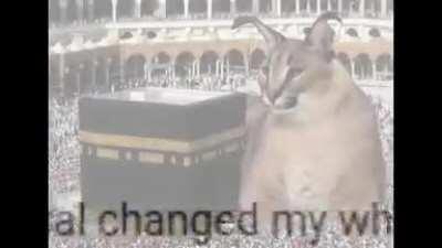 Thank you, habibi floppa