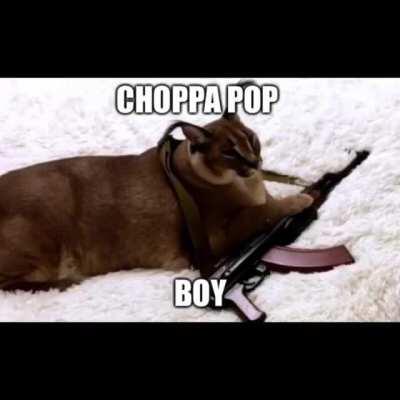 Joey Flop (reposting)