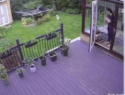 Cat shepherds uncooperative dogs in to house.