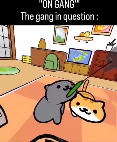 cat of the day 480 it didnt process TWICE im sorry