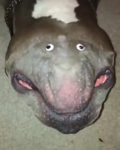 A new pet of unknown origin has appeared in nature!