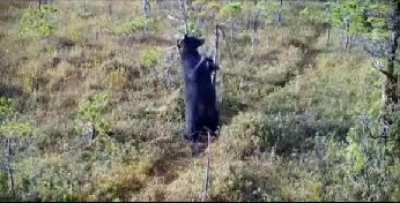 Thanks, I hate giant tapeworms hanging out of a bear's ass.