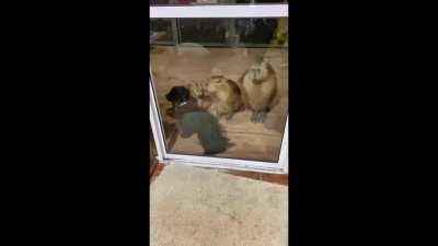 Una vida rodeada de carpinchos