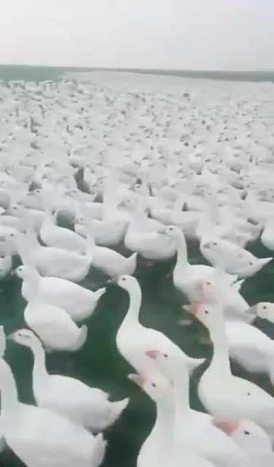 Goose Must fight for there motherland