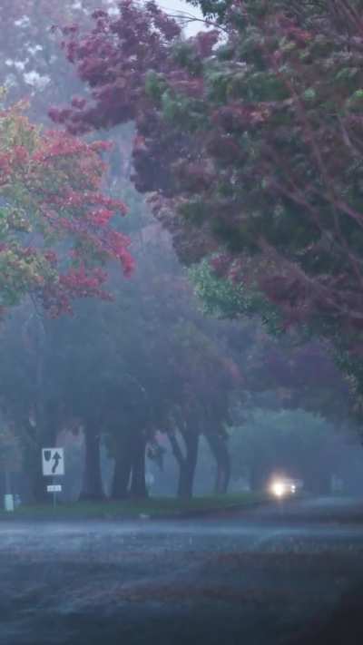 Fall rain in Sonoma County this morning