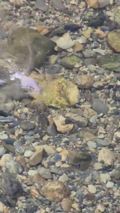 🔥 American Dipper hunting for fishes