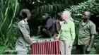 Chimpanzee shows his gratitude to the people who saved his life, while going back to the forest