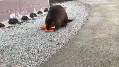 Когда я отказываюсь покупать полиэтиленовый пакет для продуктов