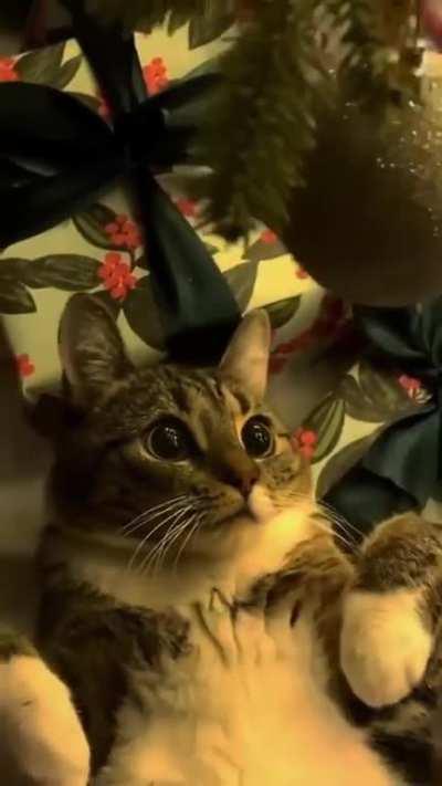 what beautiful eyes they have