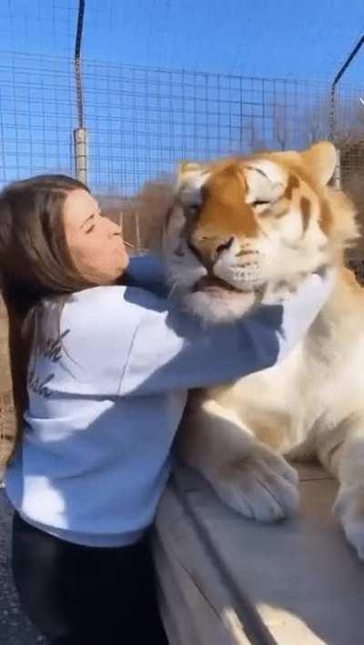 This very friendly tiger