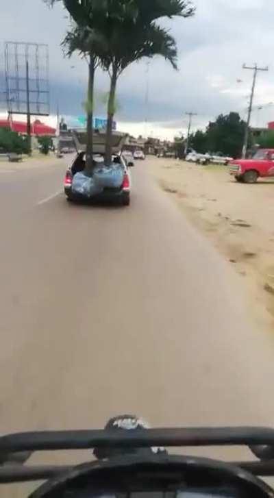 Who needs a truck to move palm trees around