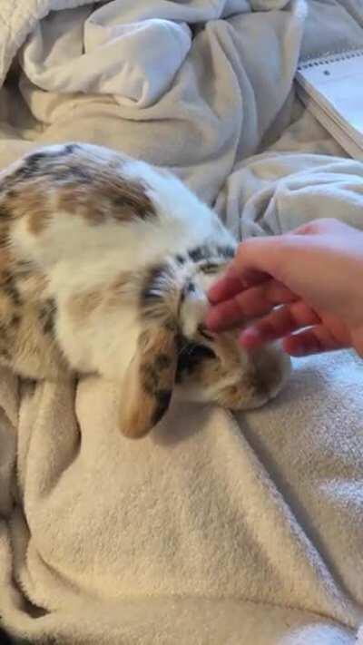 Politely requesting head rubs