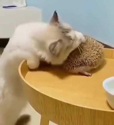 Cat is not afraid of being hurt. 