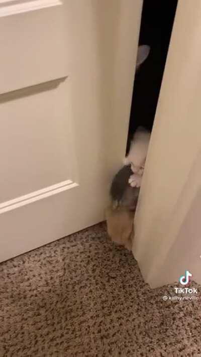 Hungry Hungry Kittens (cred. kathy.newville on TikTok)