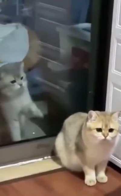 A CaT’s SouL CaN’t ReTuRn tO ItS oWn BoDy