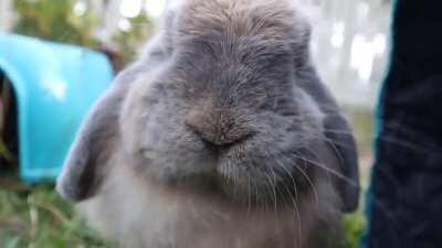 His little tongue🥺