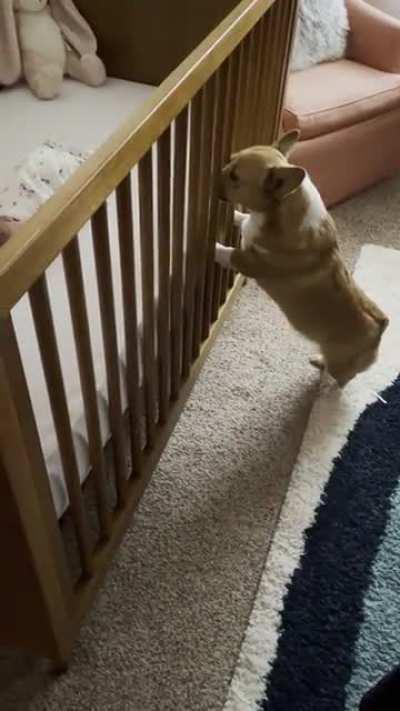 Zelda met her baby sister for the first time today.