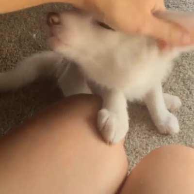 This fox loves getting ear rubs