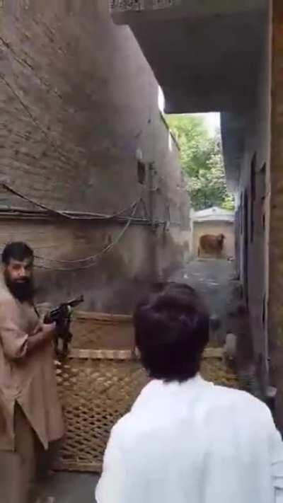People from Religion of peace using AK47 on a poor cow (so much for peace)